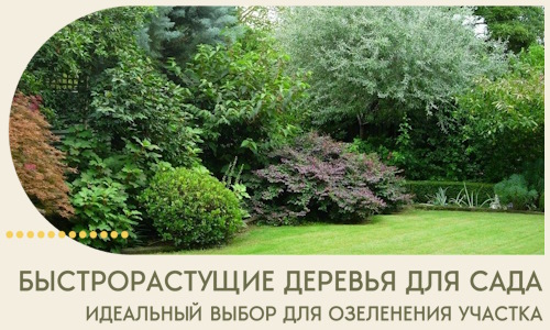 Быстрорастущие деревья для сада идеальный выбор в Южноуральске